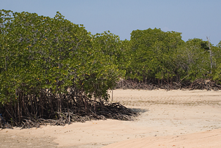 The most important forests you’ve never heard of