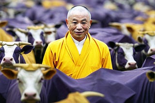 Cows as Zen Masters