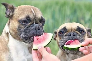 Can dogs eat watermelon? Is watermelon good for dogs?