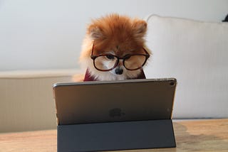 A Pomeranian dog wearing spectacles and working at a computer.