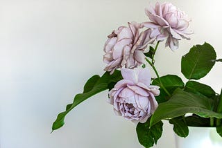 Picture of lilac roses