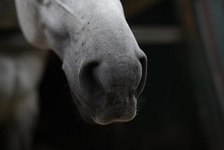 ​The Dangers of Deep Litter Bedding for Horse Respiratory Health