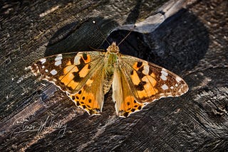 An orange butterfly with its wings spread