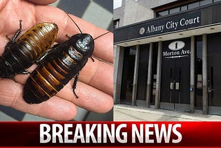Here’s Why Giant Cockroaches Shut Down an Albany Courtroom