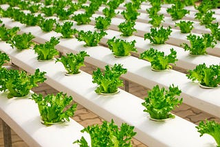 Journey from Corporate World Sales Manager To Hydroponics Farmer