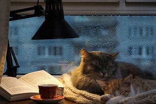 Rainy Day Bliss: A Cozy Sanctuary of Books, Pets, Coffee, and Gentle Showers