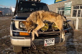 Canis lupus lupus