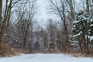 Bird Sightings in the Snow