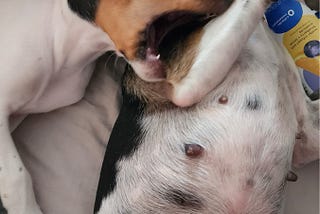 Everything I Thought I Knew About Owning Dogs Was Wrong
