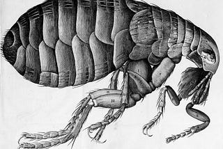 Micrographia: Hooke’s monumental masterpiece