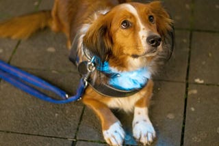 Cool LED Dog Collars for Nighttime Walks