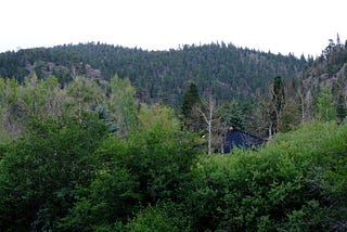 a house peeking through the trees on a densely forested hillside