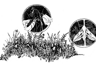 How climate gradient and land use affect insects