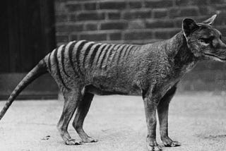 Using AI to find the Tasmanian Tiger