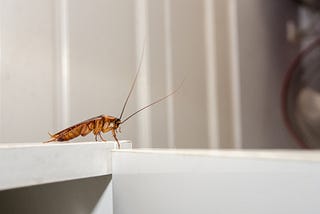 Cockroach Theory