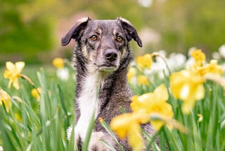 Mixed Breeds — Everything You Need to Know About These Dogs