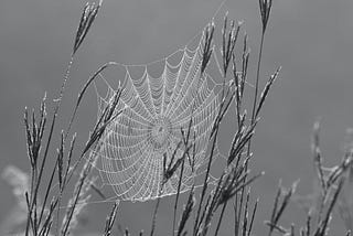 gossamer