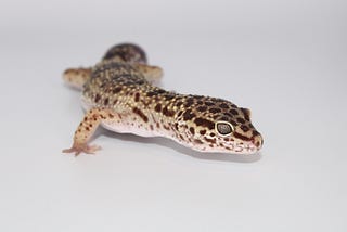 A yellow and black leopard gecko stands against a white background.