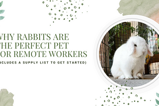 Why Rabbits are the Best Pet for an Engineer + A Guide to get Started