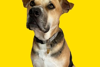 Diary of a Bad Dog Mom