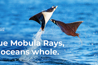 Rays of Hope: World Wetlands Day Special Event