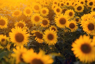 Happiness Blossoms