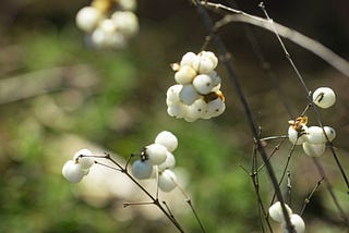snowberries adorn leafless branches in late autumn