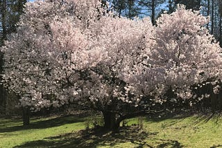 Finding Comfort in Cherry Blossoms During a Challenging Time