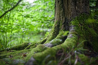 The base of a tree’s truck with thick roots filling the foreground of the image