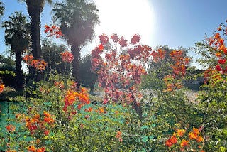 Sunshine and Flowers. Photo by the author.