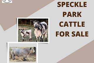 Speckle Park: A Rare Cattle Breed With Interesting Markings