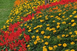 Melbourne’s Blooming Masterpiece: A Floral Tapestry Like No Other