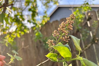 A lilac bush with buds ready to bloom near a fence and a blue house with rays of sunshine cascading down.