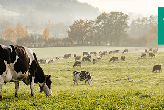 Industrie agro-alimentaire : focus sur l’impact de la viande 🍖 et des produits laitiers 🥛