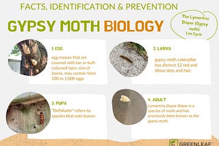 Battling Gypsy Moths — Is it too late?
