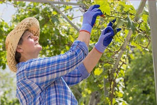 Sostenibilidad en la Viticultura