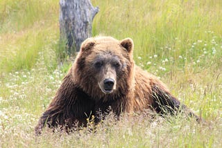 A Man Alone In The Woods With A Woman And A Bear