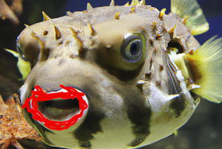 Lipstick on a puffer fish