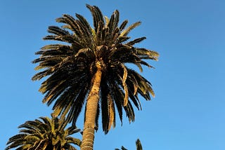 Looking up at a trio of tall palm trees, which have lights strung around the trunks.