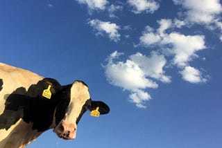 Even Your Milk Alternative May Be Killing the Planet