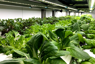 How vertical farming changed the way I think (and eat!)