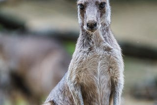 Here’s the thing, a Kangaroo is Not a Thing