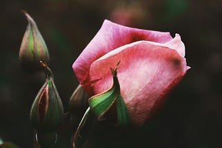 Ephemerality Of All Things Fragile