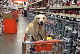 Bringing Fido to Hardware Stores