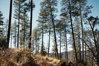 Pine trees during daytime.