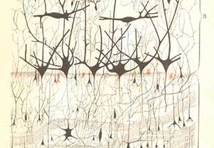 Reduction of Sensations to Brain-States