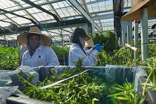 Cannabis should be leveraged to create meaningful, green jobs where they are most needed