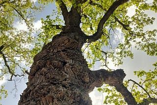 An old tree that I captured along my walks in Europe.