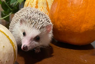 Three Lessons from Pumpkin the Hedgehog’s School of Life & Death