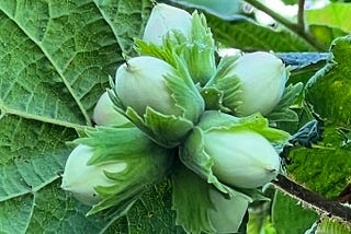 Hazelnuts: The Pride of Italy’s Piemonte region